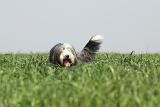 BEARDED COLLIE 131